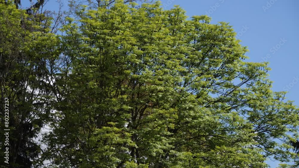 Tree foliage moved by the morning breeze Tree foliage moved by the morning breeze