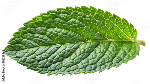 Mint leaf isolated on a white, mint leaf isolated on a transparent background. photo