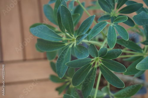 Schefflera leaves close-up, caring for indoor plants. backdrop