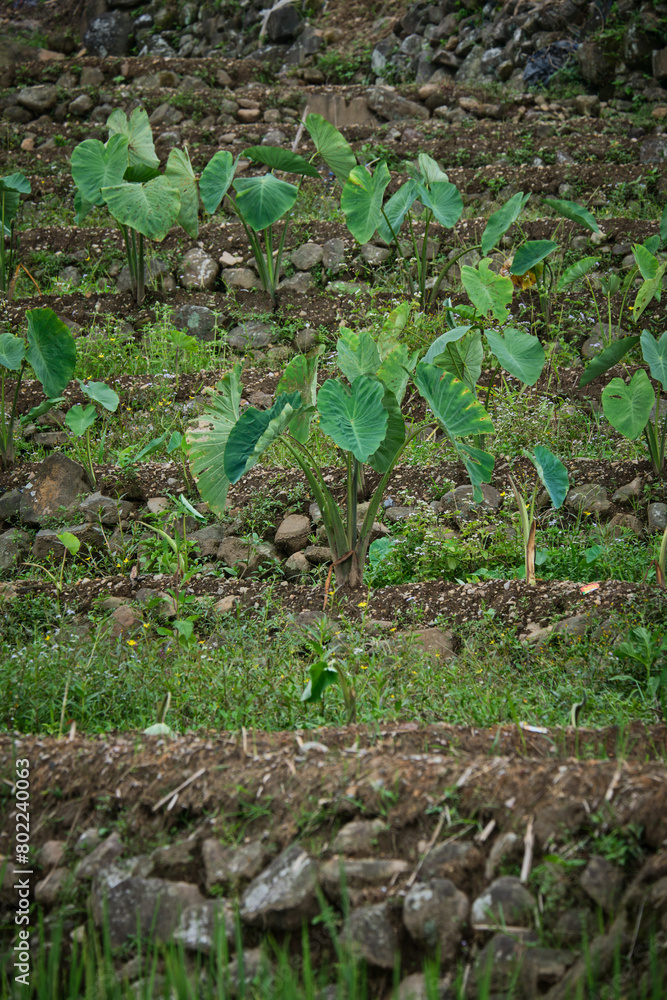 Naklejka premium Taro Trees Flourishing Beside Rice Fields