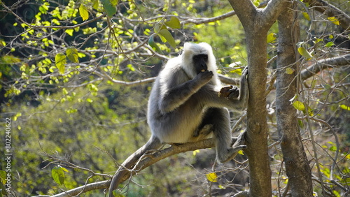 a monkey sitting on tree's branch