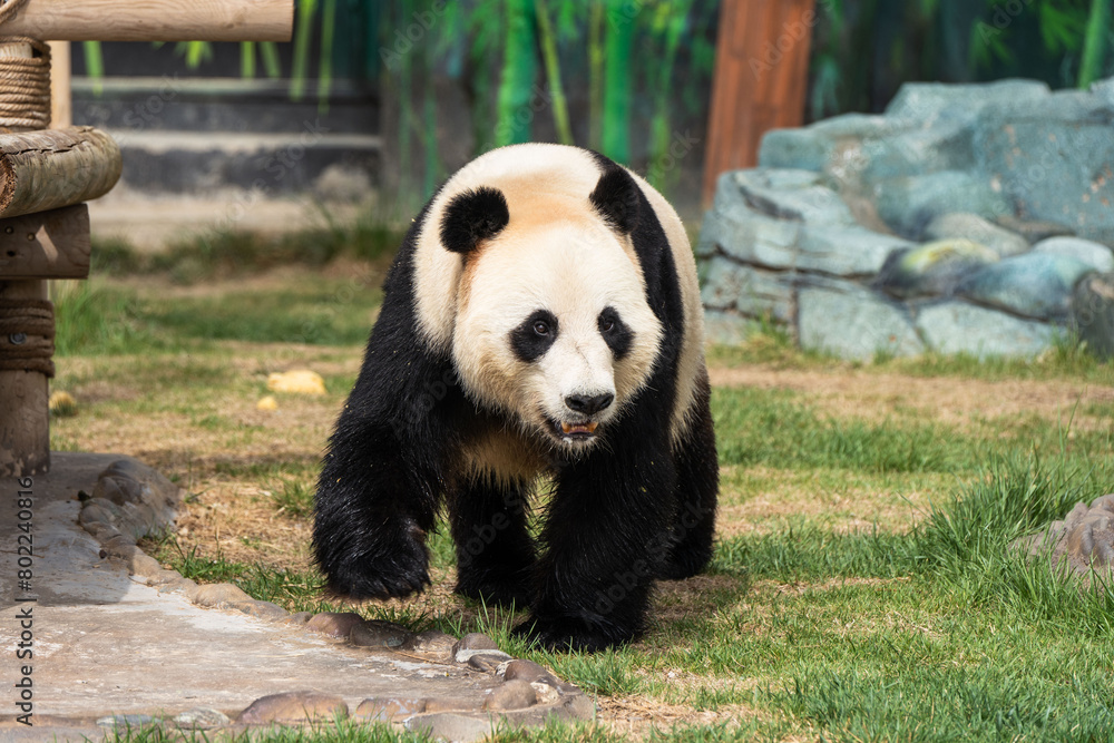 Fototapeta premium Cute Panda in the zoo