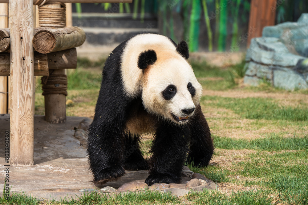 Obraz premium Cute Panda in the zoo