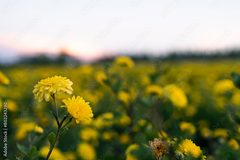 Obraz premium chrysanthemum-flower farm 