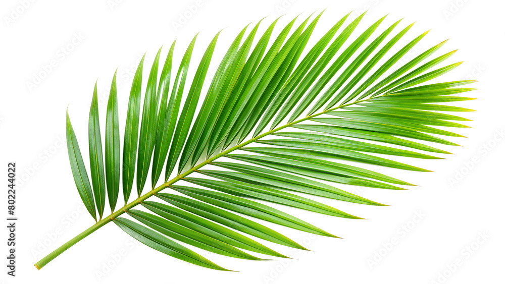 Fototapeta premium Palm leaf isolated on white, Palm leaf png.