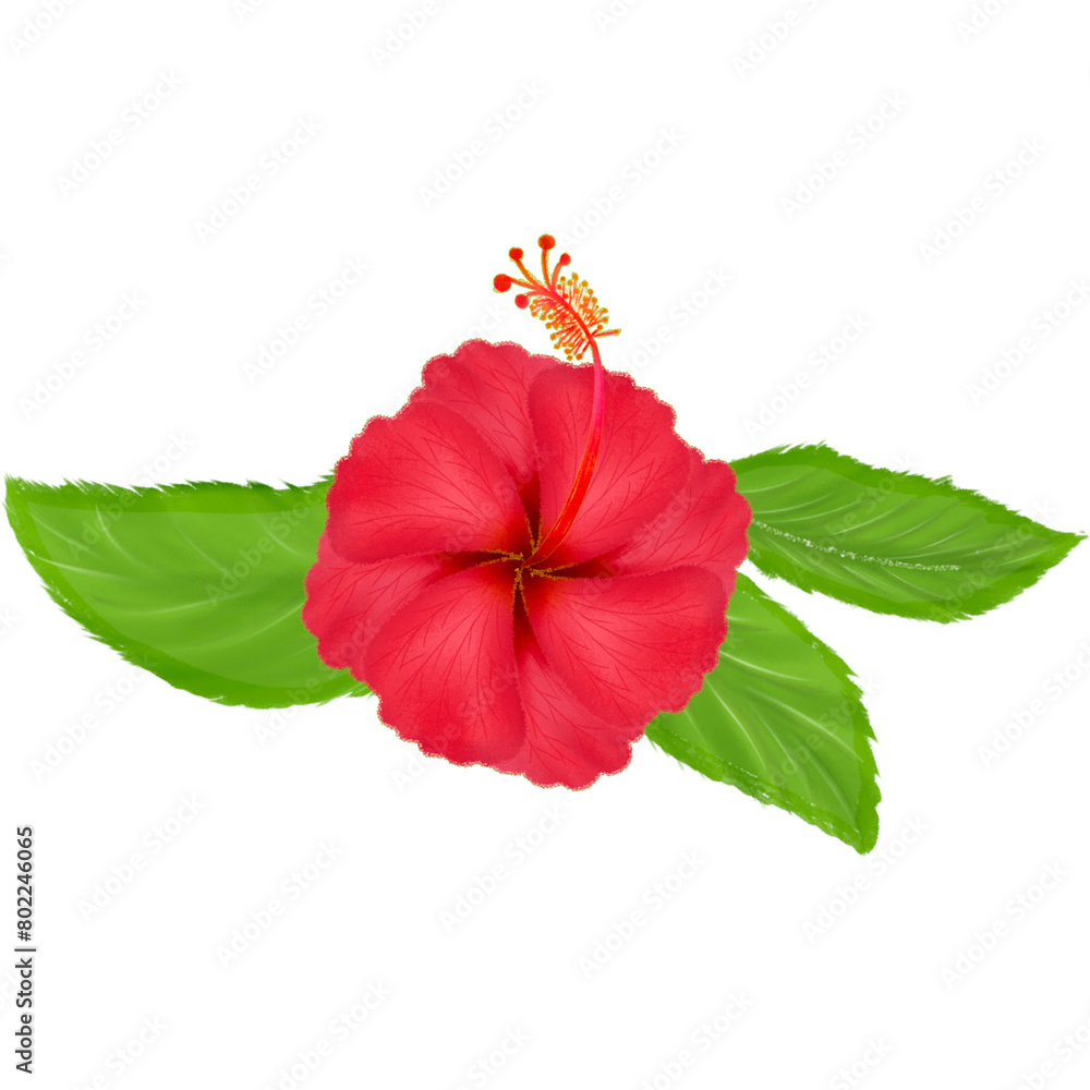 Flower hibiscus flowerflora