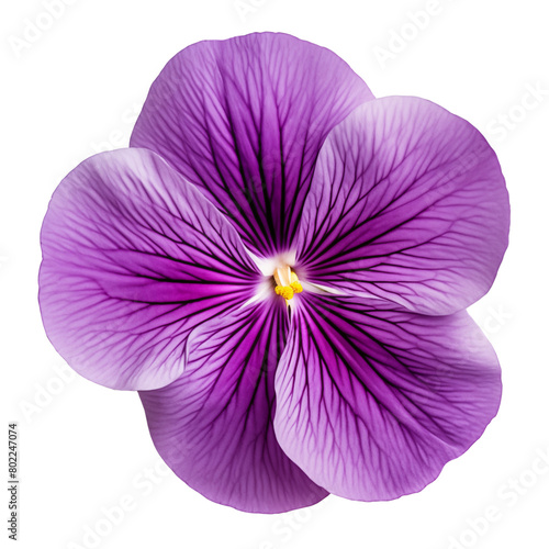 Violet flower, transparent background