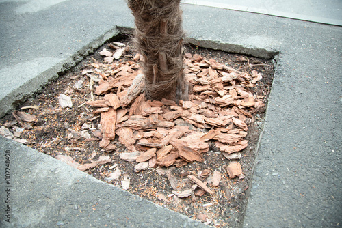   Bark mulch around a growing palm tree. Mulch provides protection from weeds and keeps roots cool in hot weather. photo