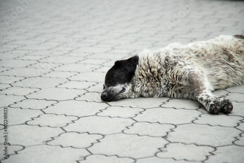 Dog sleeping on the pavement .  Portrait of a sad abandoned dog.