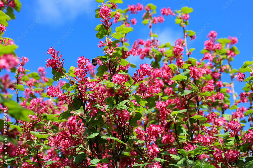 Deep pink flowers of Ribes sanguineum blooming in the garden in spring Deep pink flowers of Ribes sanguineum blooming in the garden in spring