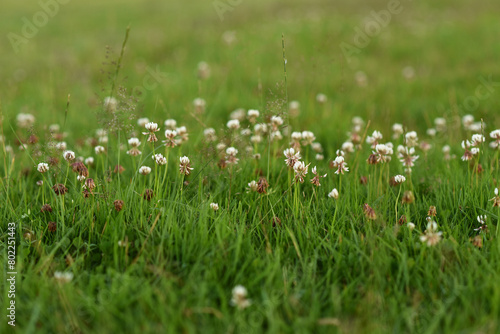 Close up photograph of white clover flowers and green grass in the meadow, summer. Beautiful floral nature background.