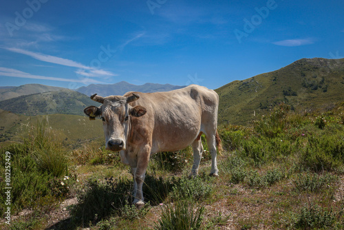 The cow grazes freely on the hills among the typical Mediterranean vegetation.