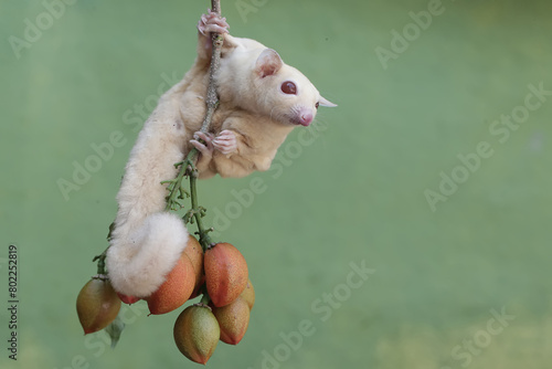 Fototapeta Naklejka Na Ścianę i Meble -  An albino sugar glider is eating peanut butter fruit. This marsupial mammal has the scientific name Petaurus breviceps.