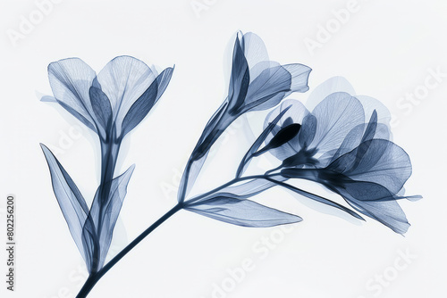 Fototapeta Naklejka Na Ścianę i Meble -  Elegant X-ray image of flowers in blue and white tones
