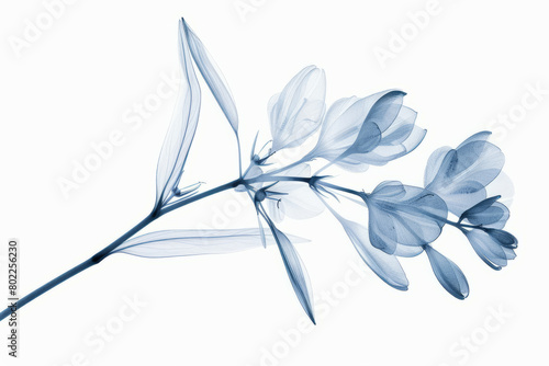 Elegant x-ray image of a blooming flower in blue tones #802256230