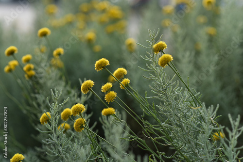 Cotton lavender in the beautiful evening soft light. Floral background with yellow flowers.
