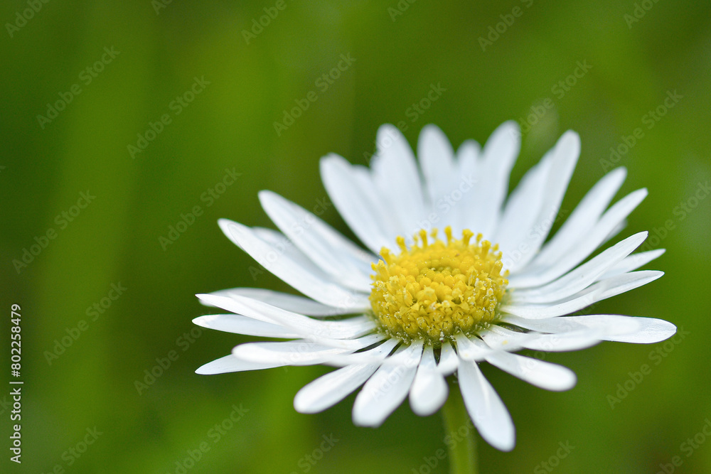 Close up of a daisy flower photographed with a selective focus on yellow disk and white ray florets, green grass blurred soft background. Close up of a daisy flower photographed with a selective focus on yellow disk and white ray florets, green grass blurred soft background.