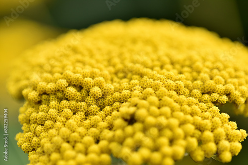 Close up photograph of bright yellow fern leaf yarrow flower with selective focus and fine details, blooming in summer. Floral background, herb plant.  