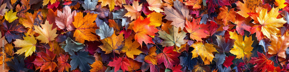 A large collection of colorful autumn leaves A large collection of colorful autumn leaves