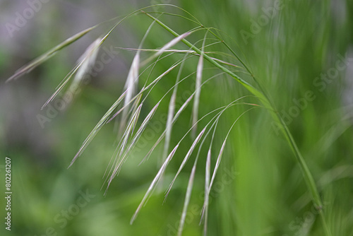 Abstract green grass background photographed close up with selective focus. Dreamy and soft. 