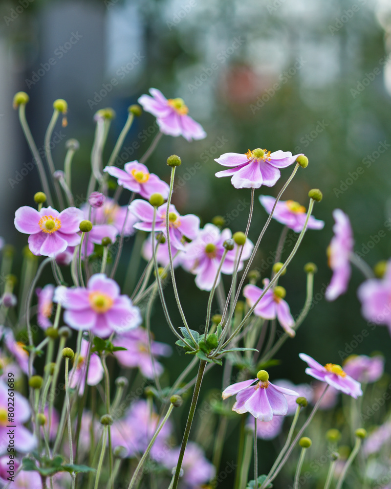 Photograph of Japanese anemone plant, or thimbleweed, blooms with saucer-shaped flowers. Floral wall art or background. Vertical image. Photograph of Japanese anemone plant, or thimbleweed, blooms with saucer-shaped flowers. Floral wall art or background. Vertical image.
