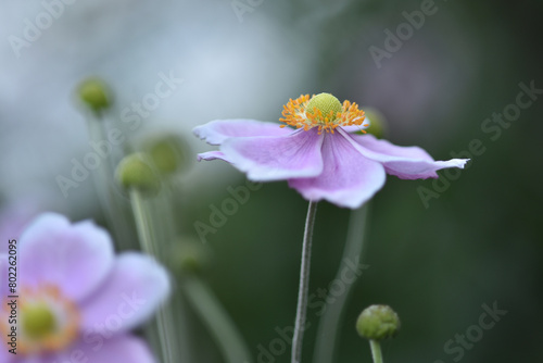 Japanese thimble flower, or anemone, photographed close up with macro lens with selective focus on petals and stamens and blurred background