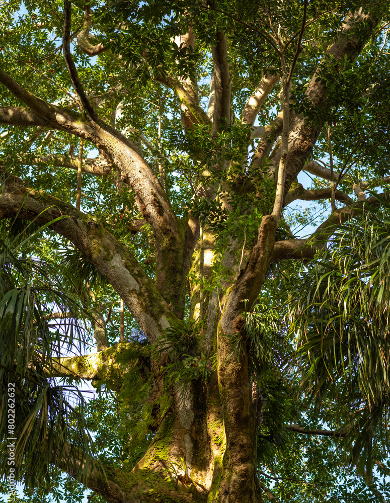 Closeup of an Old Growth Banyan Tree in the Manoa Rainforest in Honolulu, Hawaii.