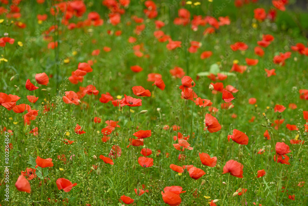 Photograph of a blooming field of red poppies flowers and green grass. Landscape with selective focus. Beautiful floral summer background.
