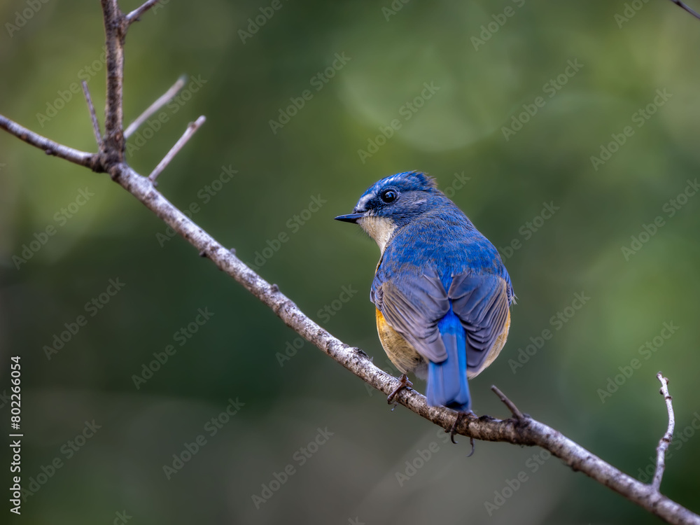 Obraz premium 森の中で枝に留まっているルリビタキの雄