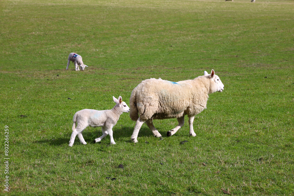 Mother sheep and baby lamb in a field in Scotland, UK Mother sheep and baby lamb in a field in Scotland, UK