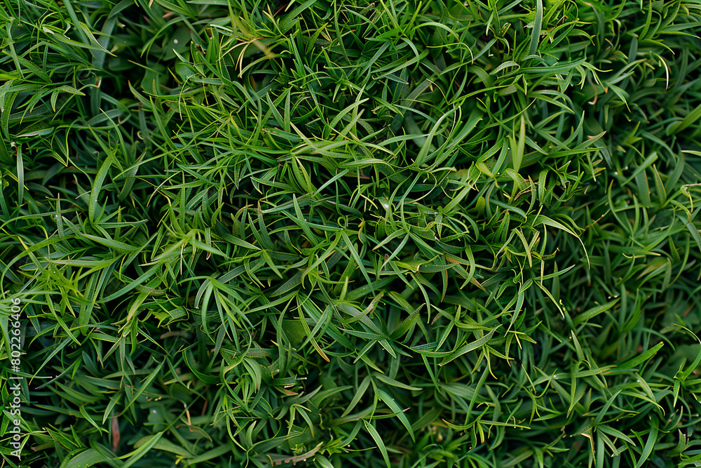 green grass texture background green grass texture background