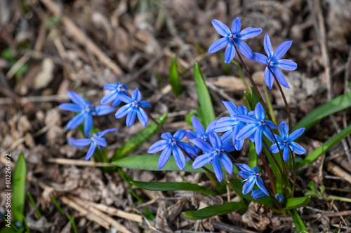 Blue Scilla flowers blooming in spring forest © Popova Olga