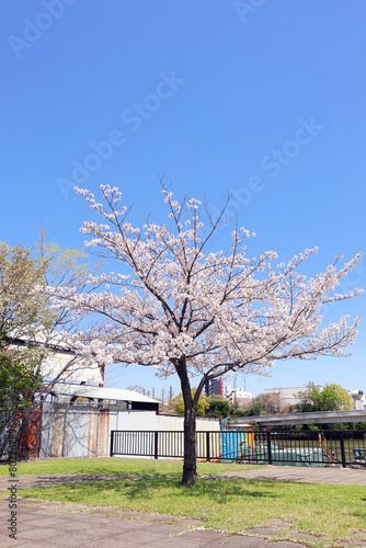 青空と公園の桜