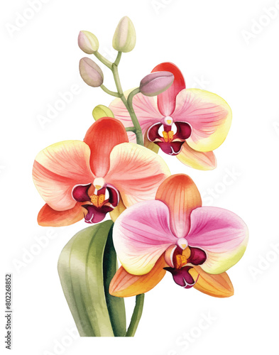 Orchid Flowers Watercolor isolated on white background. Beautiful flowers decorative vector illustration