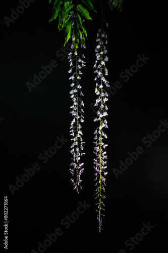 Blauregen aus dem Garten.