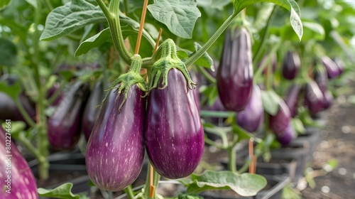 Fresh Organic Eggplants Grown in Vibrant Hydroponic Greenhouse for Healthy Nutrition Generative ai