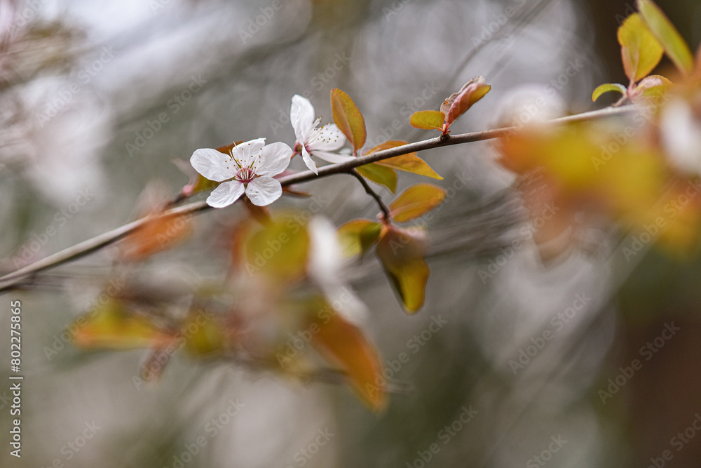 Wild cherry plum tree blooming in spring with white flowers. Close up photograph taken with macro lens. Selective soft focus. Pastel colours. Floral blurry background. Wild cherry plum tree blooming in spring with white flowers. Close up photograph taken with macro lens. Selective soft focus. Pastel colours. Floral blurry background.