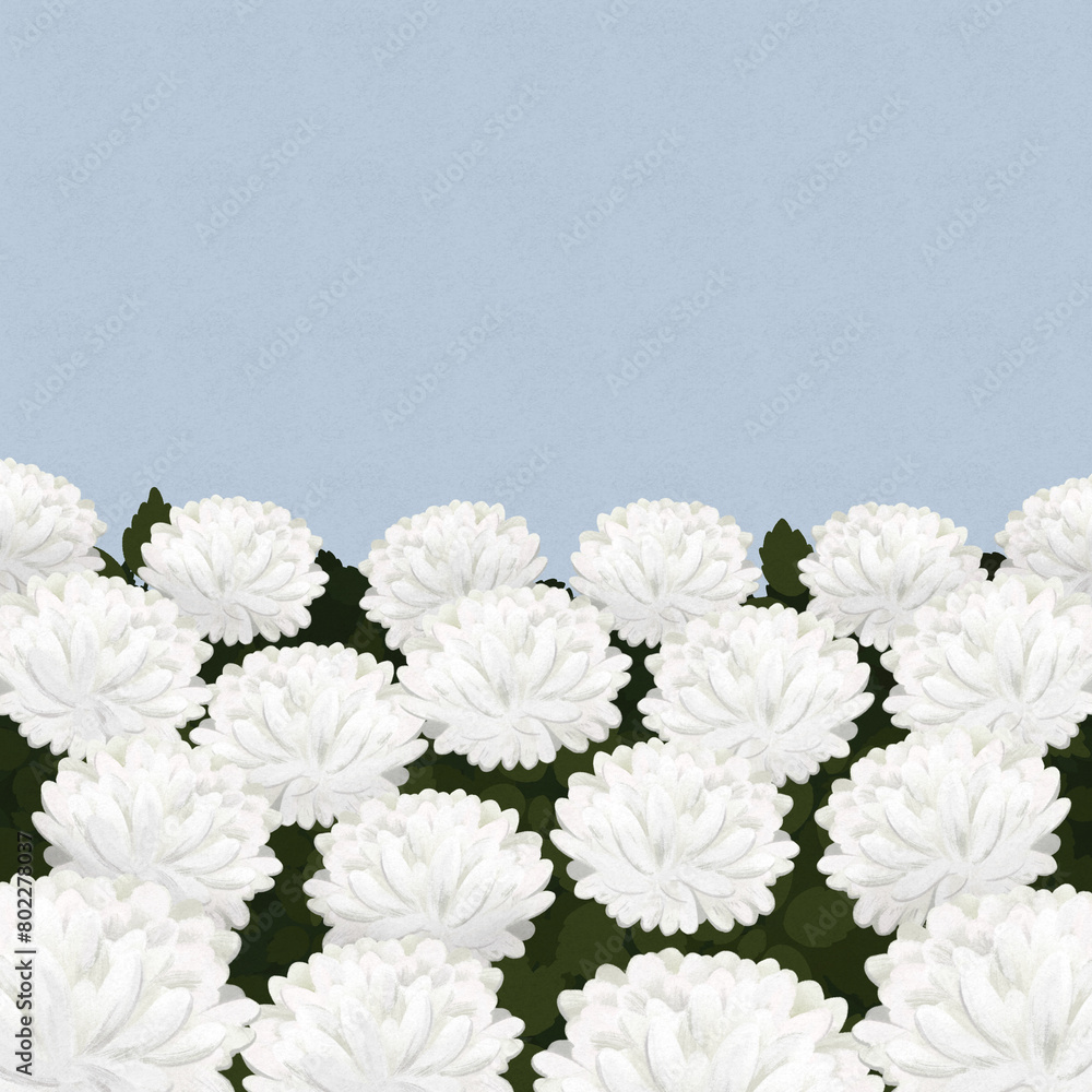 white chrysanthemums white chrysanthemums