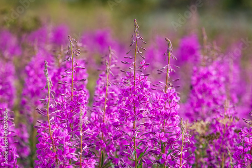 Blühende Weideröschen im sommer in Skandinavien