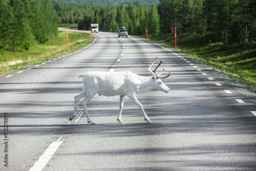 Weißes Rentier auf einer Strasse in Lappland