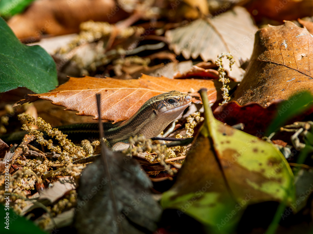 Naklejka premium 落ち葉とニホントカゲ
