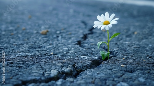 White flowers grow on cracks in the road © Pravinrus