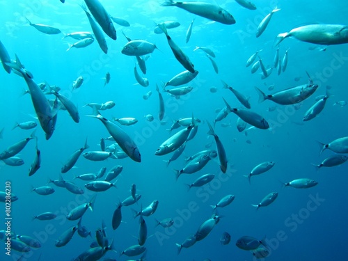 Deep ocean with swimming school of fish. Water with the marine life, underwater photography from scuba diving. Wildlife in the water and sun above. Sea and fish, travel photo.