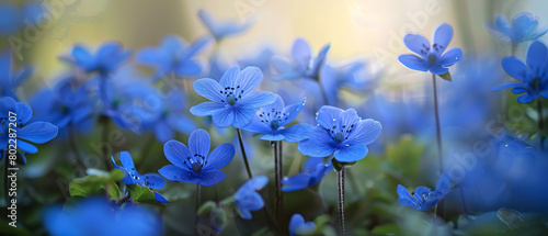 Professional photo about blue flowers