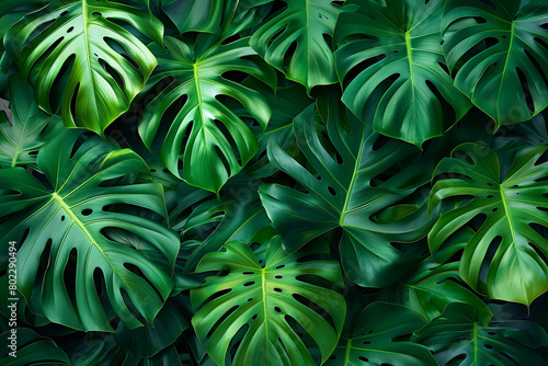 green background of monstera leaves