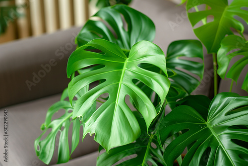 green plant in a garden