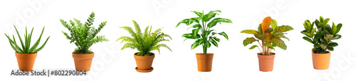 collection of house plants with orange color pots isolated on white or transparent background