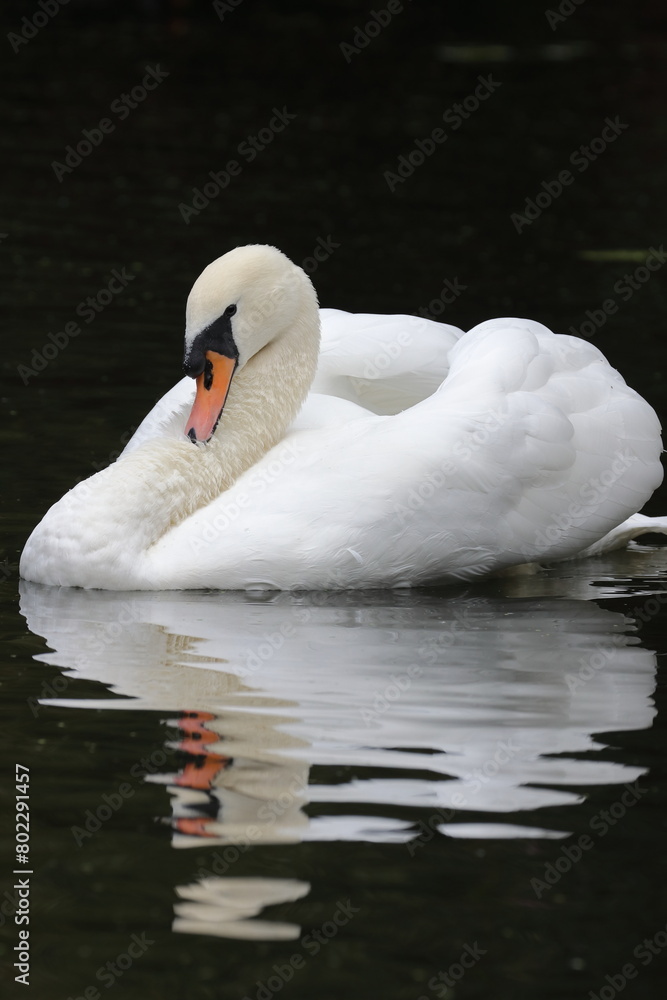 Obraz premium Swan on River Chelmer, Chelmsford, Essex, England