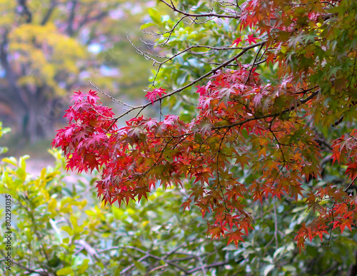 단풍, maple leaf, tinged autumnal leaf photo