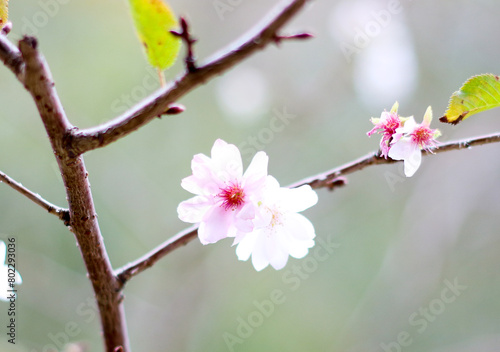 매화, plum blossom